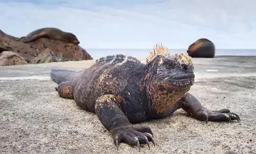  Iguana Laut yang Kerap disebut 'Godzilla' Versi Dunia Nyata 