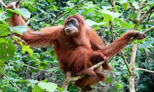 Mengenal Orang Utan, Primata Indonesia yang Terancam Punah