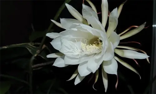 Mitos dan Manfaat dari Bunga Wijaya Kusuma yang Fenomenal