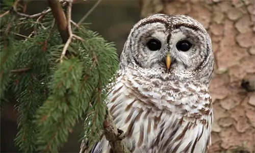 Mengenal Burung Hantu Beluk Jampuk atau Barred Owl 
